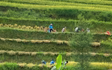 Đồng bào thu hoạch 